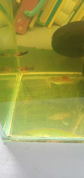 Mieczyki młode i dorosłe od 4 zł