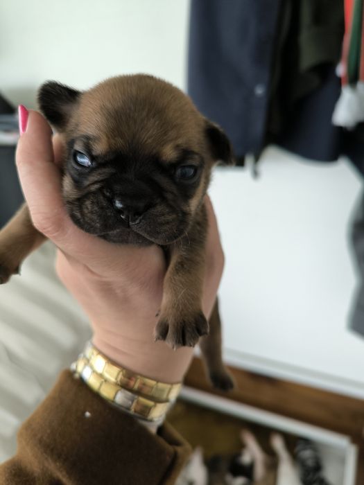 Buldogue Francês Lilac Tan - Macho