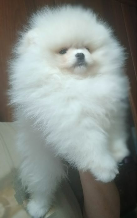 Малюки померашки для вас КСУ