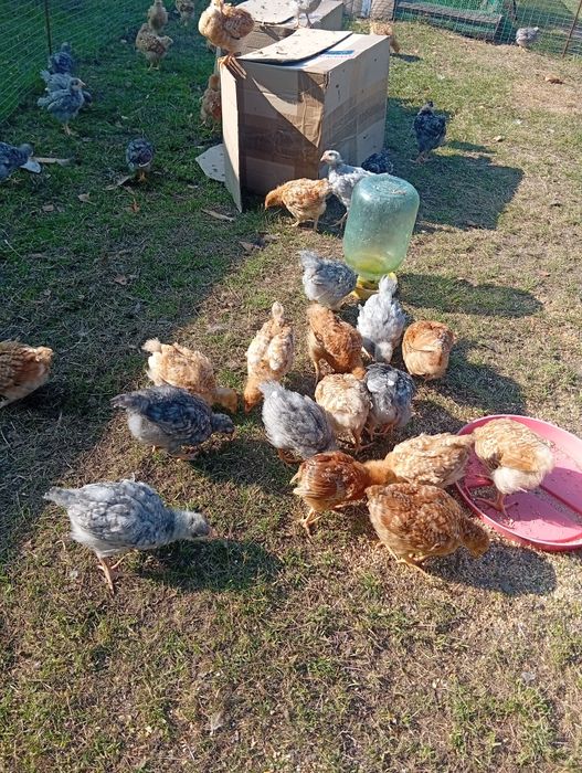 Продам Домашні Курчата два місяця