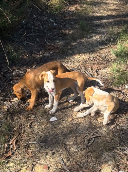 Cães bebés para adoção responsável
