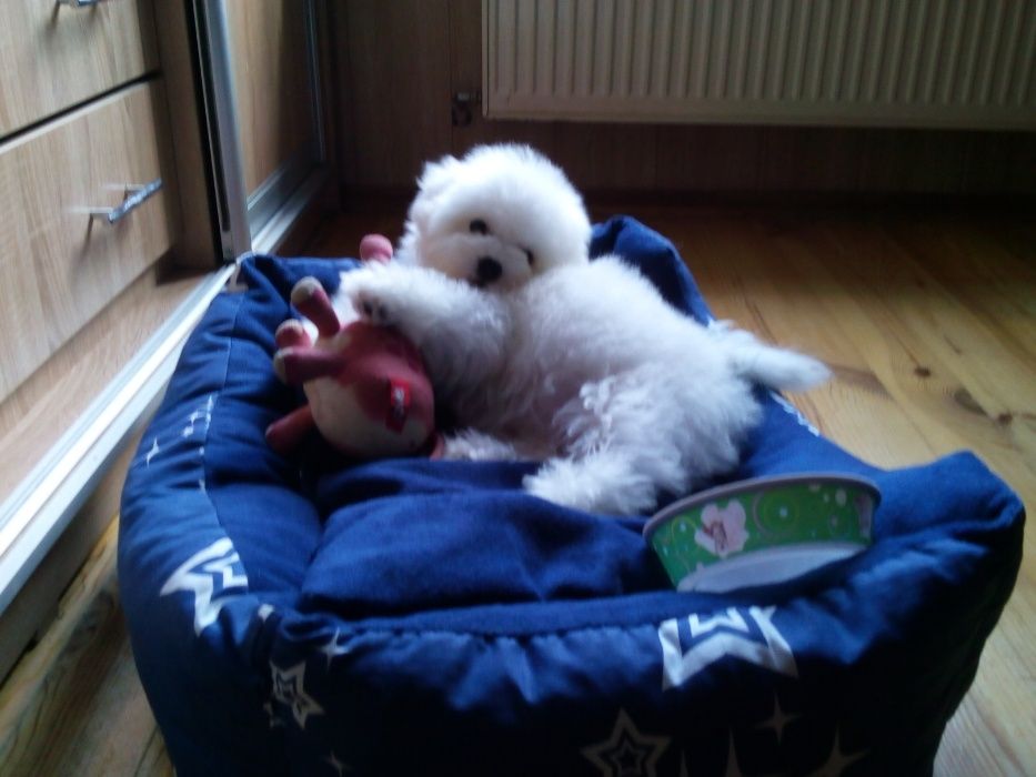 Бишон фризе, прекрасные детки.