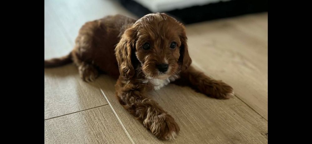 Cavapoo - szczeniak , czerwony