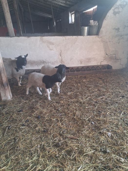 Продам на племя крос-дорперів.