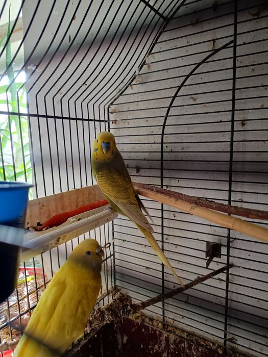 Papugi faliste z 2025 r