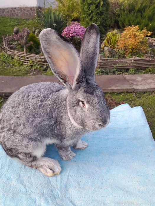 Кролі європейська шиншила