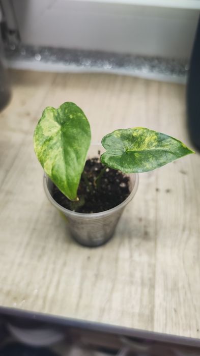 Дітки алоказій одора ауреа вар., ред грей, купрея ред сікрет, гагеана