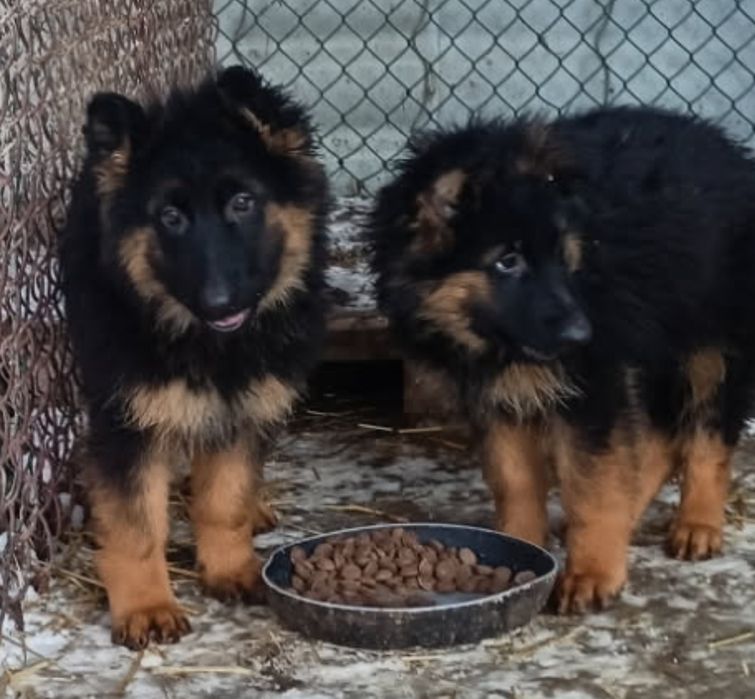 Owczarek niemiecki długowłosy