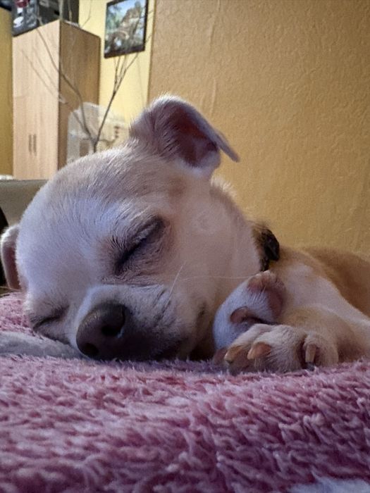 В’язка (чихуахуа, хлопчик) 1,7