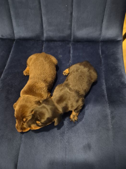 Jamnik krótkowłosy po miniaturce z rodowodem