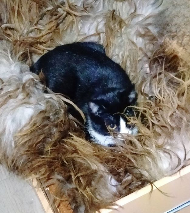Отдам даром в добрые руки кошечек