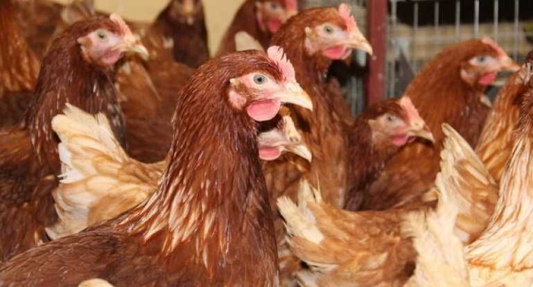 Курчата бройлера,мясо-яєчні,качки,індикі