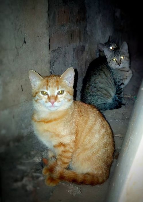 Руденький кошенята  3-3.5 місяці
