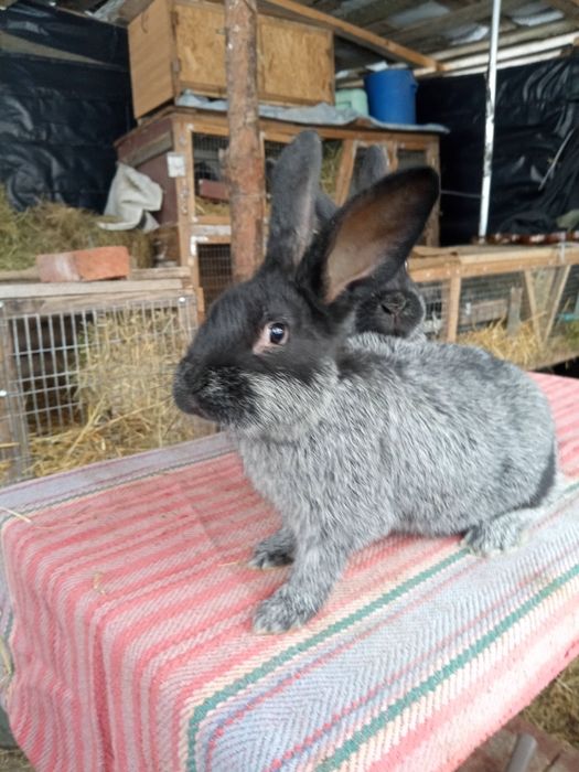 Продам кролів Полтавське Срібло віком вік 2-3місяця