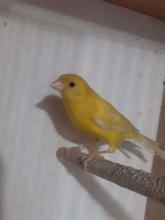 Sprzedam parkę kanarków rosyjskich