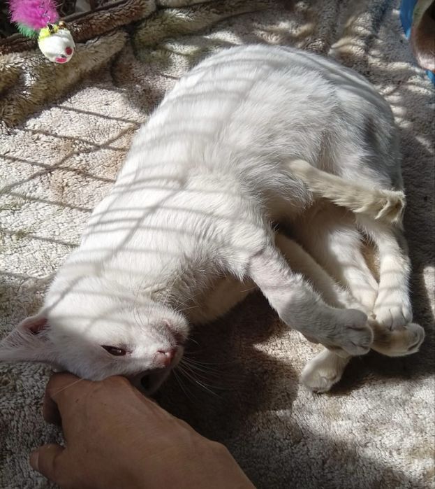 Gatinho meigo para adoção responsável