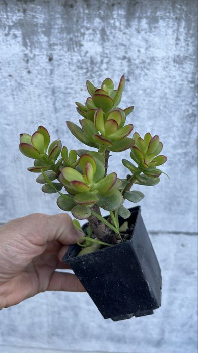 Крассула минор  Денежное дерево