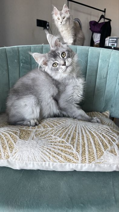 Хлопчик мейн-кун з Родоводом