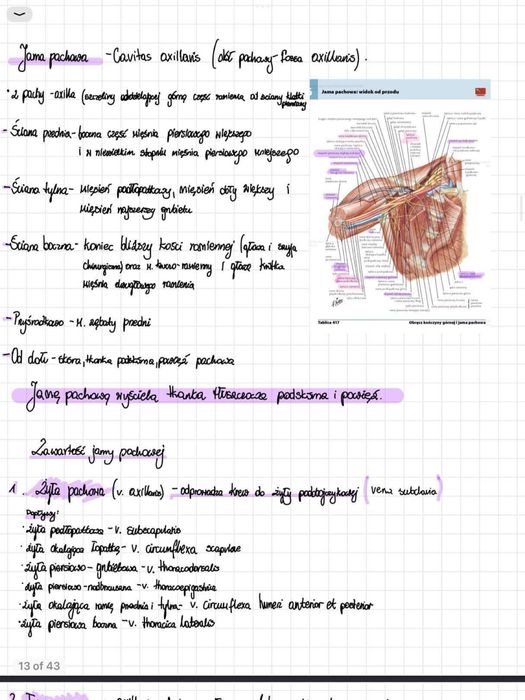 Anatomia notatki idealne na 1 rok studiow PDF