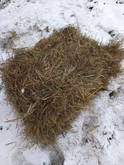 Siano kostka Giemzów