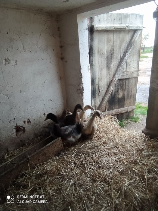 Sprzedam kaczki staropolskie i pekin