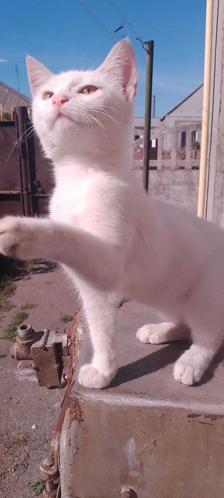 Віддам котят в добрі руки
