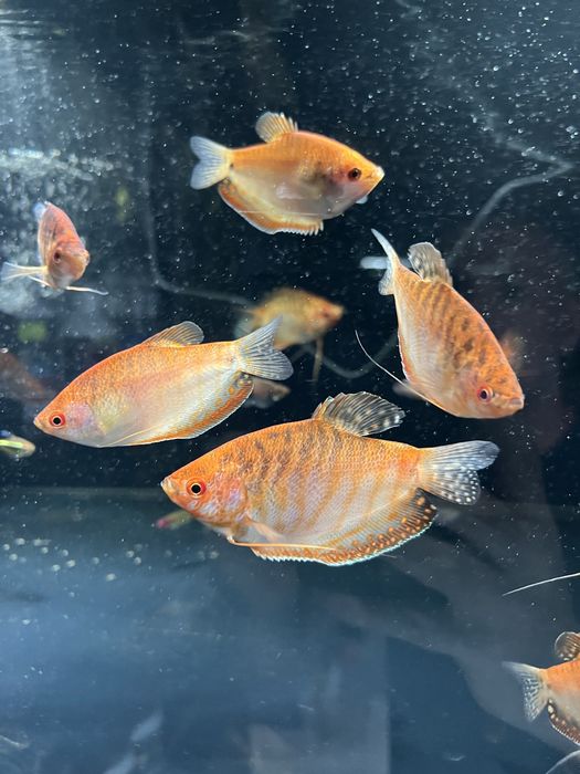Gurami Red Aqualife