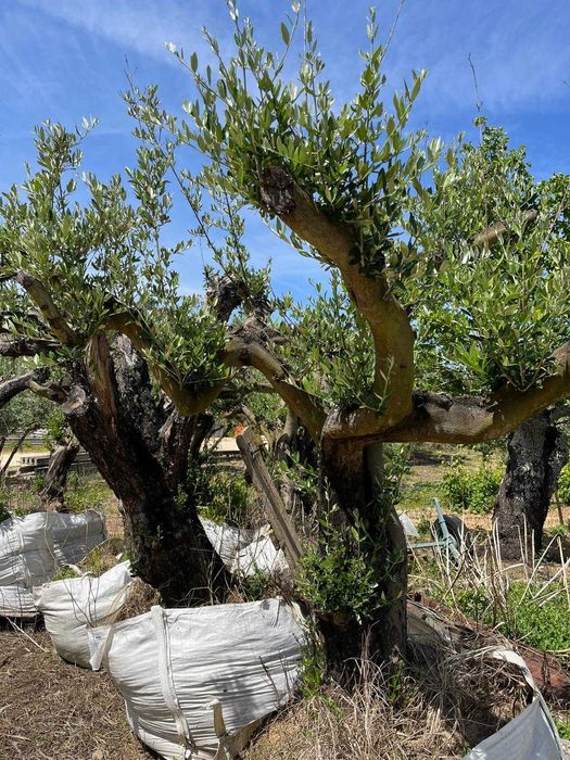 Oliveiras para jardim