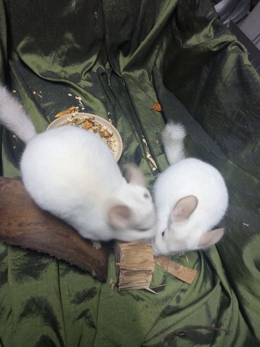 Samczyki białe pinki