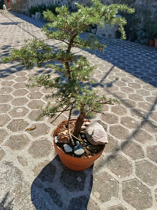 Bonsai cedro do atlas.