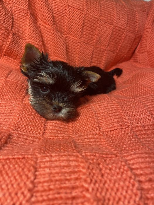 Маленькі супер йорки