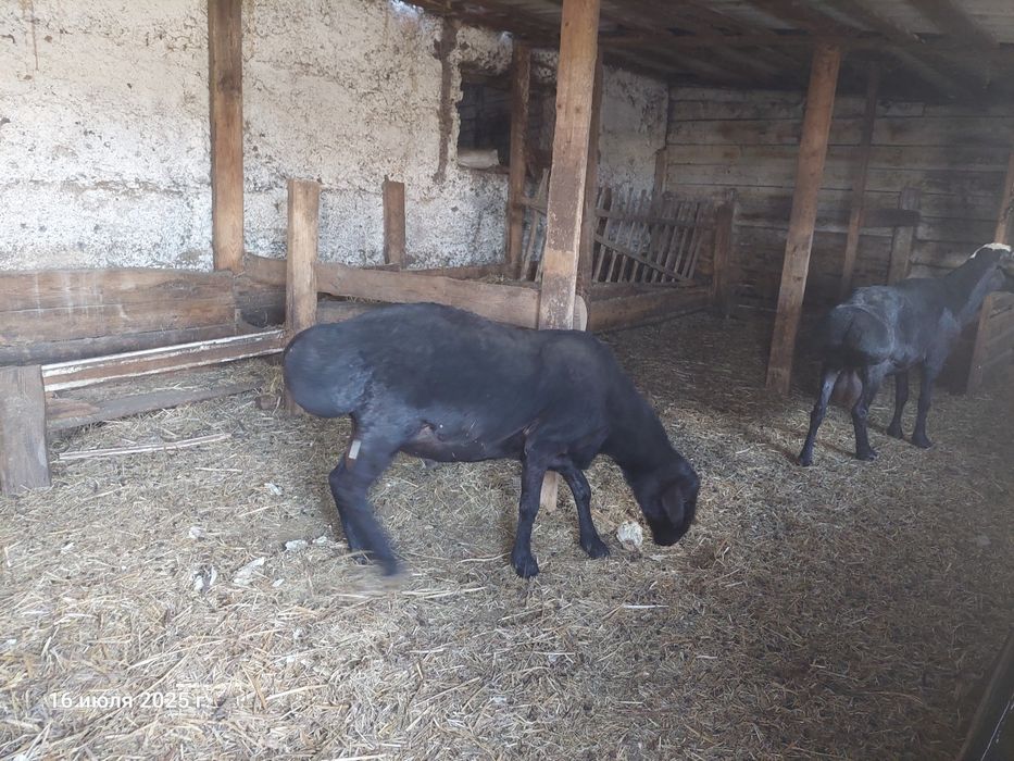 Продам  або обміняю барана