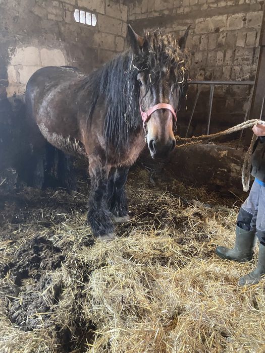 Sprzedam klacz maści gniadej