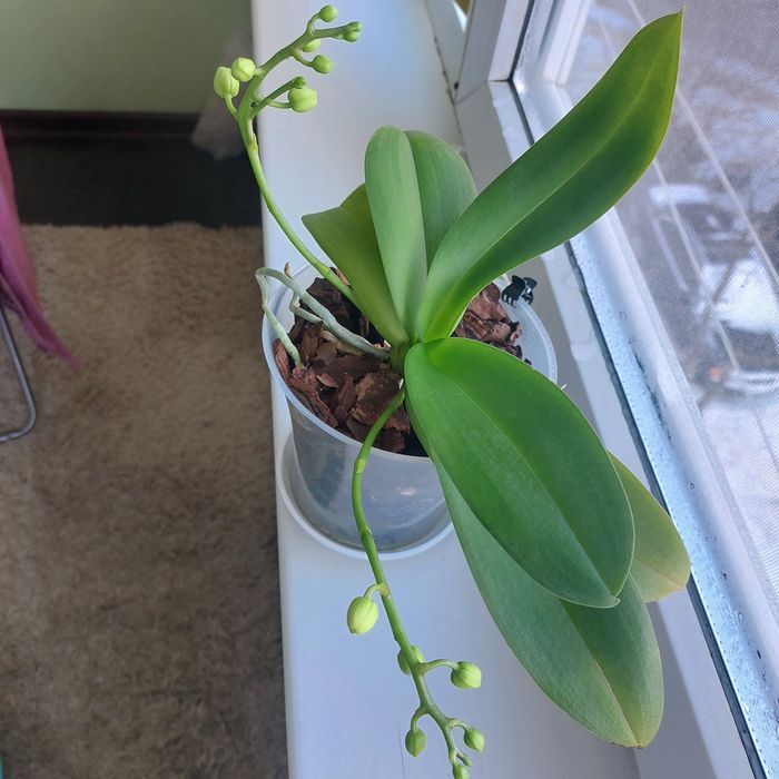 Продам орхидею миди