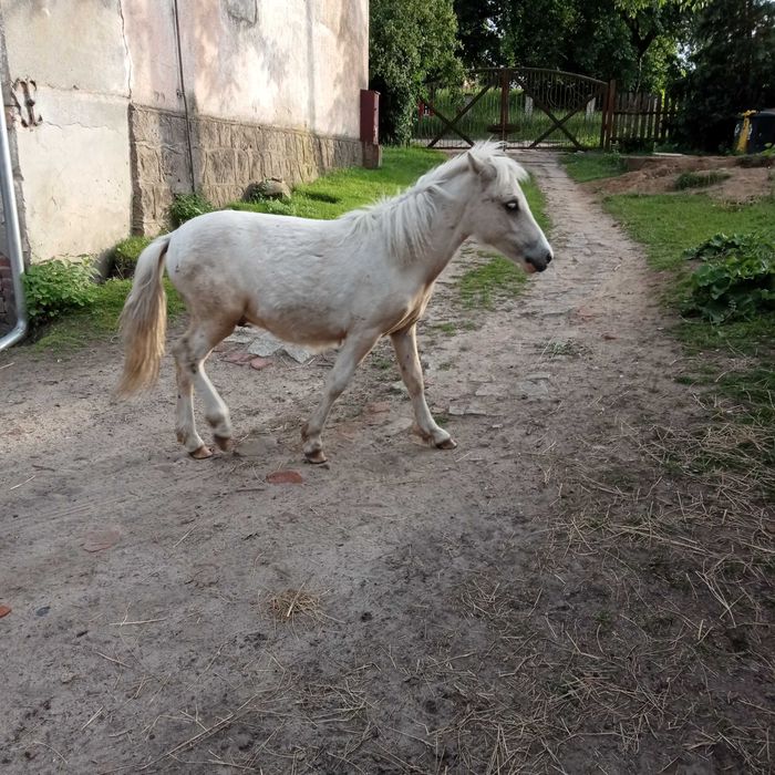 Kucyk kucyki ogierek .