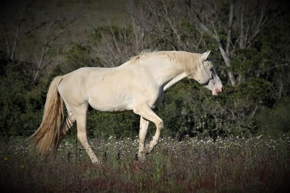 Garanhao lusitano pontuado