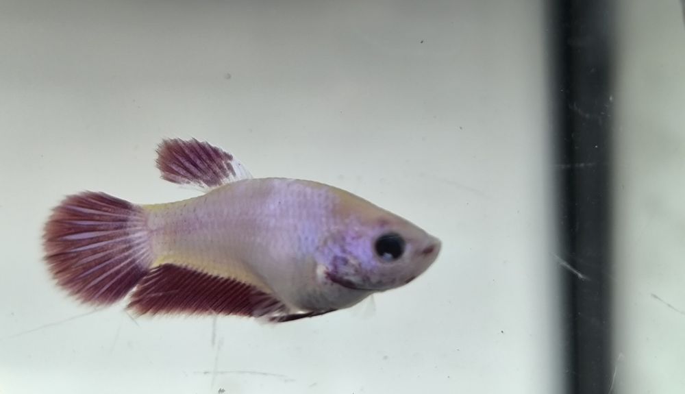 Bettas juvenis  criação propria