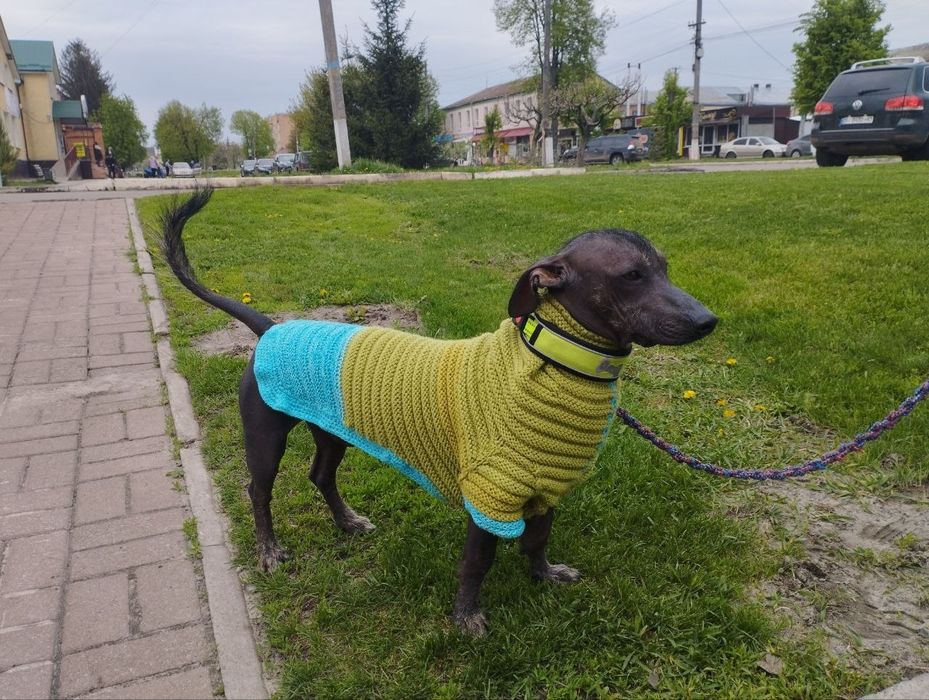 Продам одяг для песиків