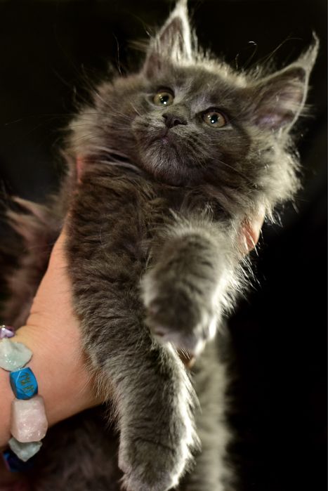 Котята Мaine Coon