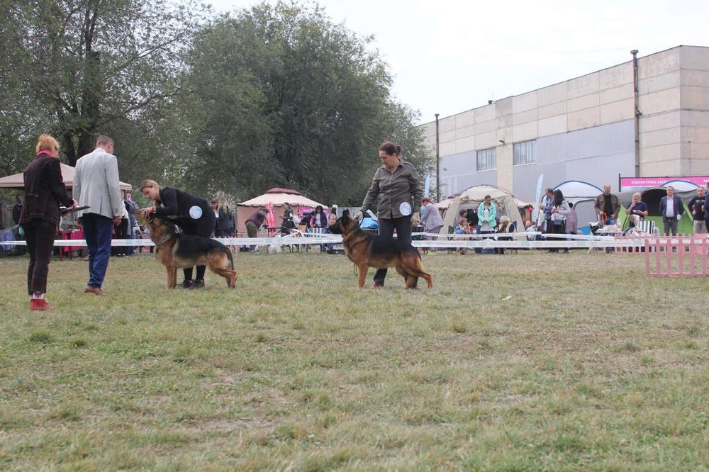 Кобель немецкой овчарки для вязки