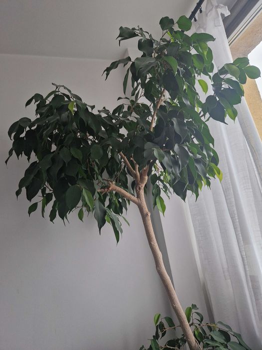 Fikus Benjamin Drzewo duży 40 lat