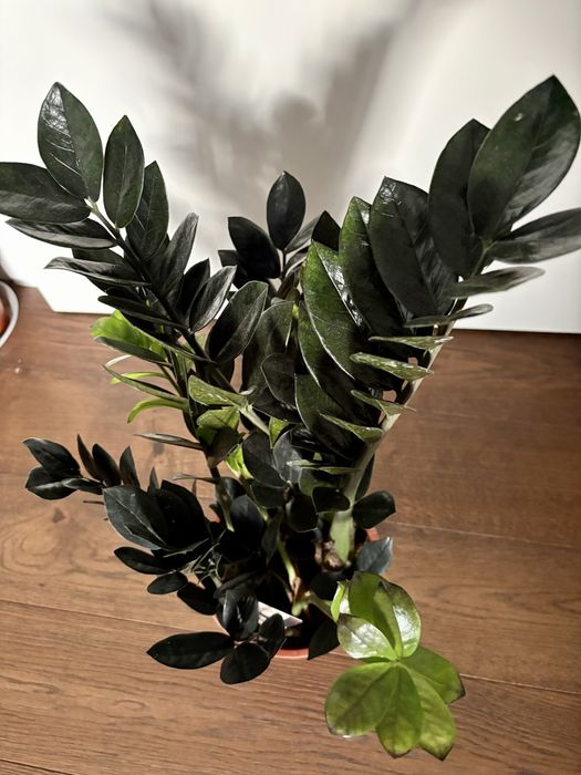 Zamioculcas Raven w brązowej doniczce