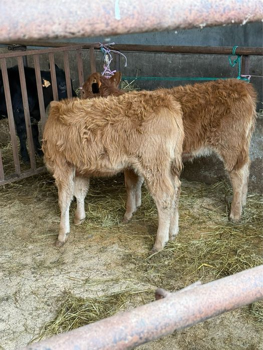 Vitelas limousines top