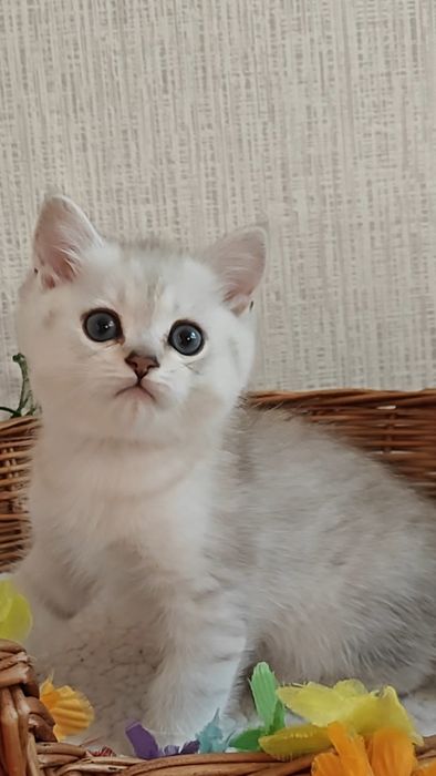 Серебристые шиншиллы вислоухие и прямоухие