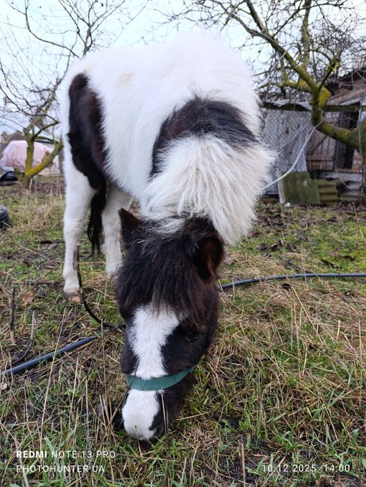 Шетлендська поні/ кобила/коні/лошадь