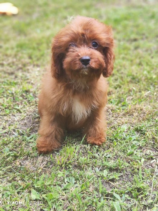 Cavapoo cudowna ruda ksiezniczka gotowa do zmiany domku