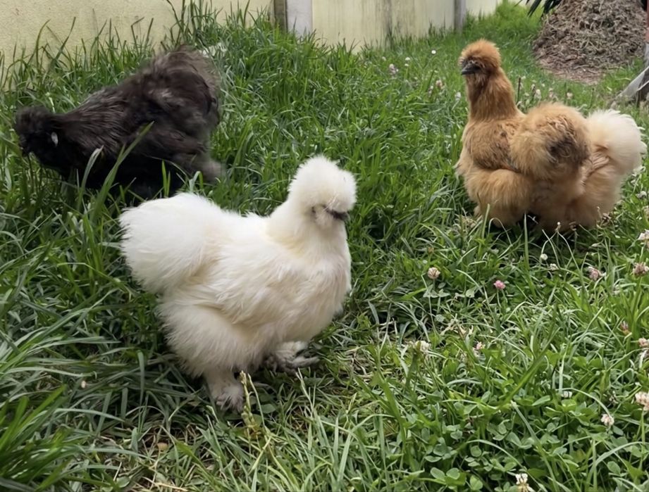 Ovos de Sedosa linha USA