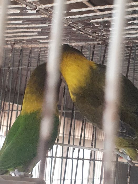 Personatus casal,  preço do casal 40 euros