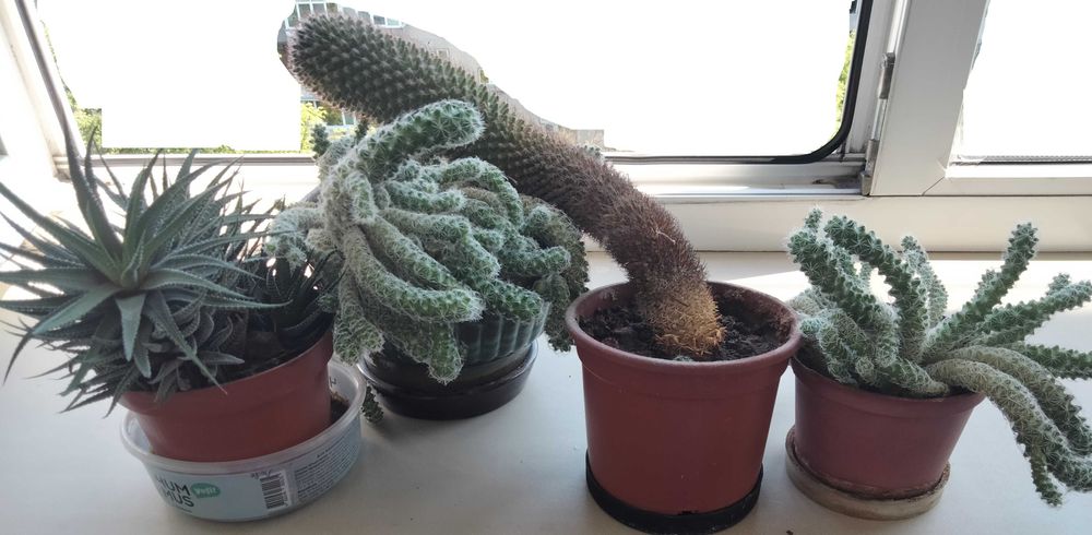 4 вазони з кактусами