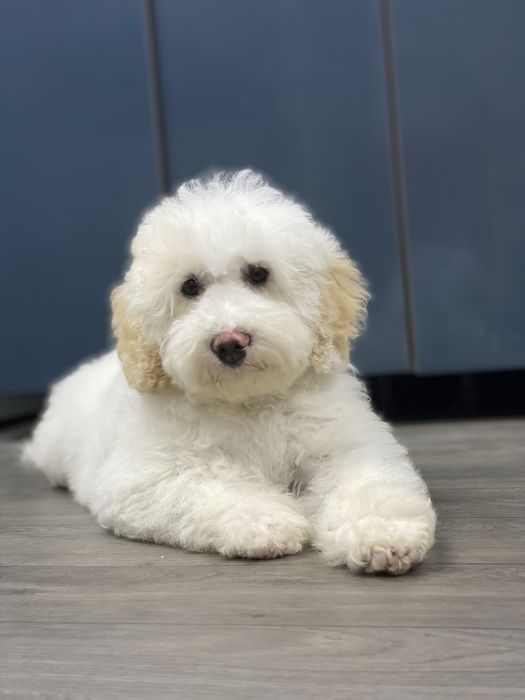 Imperdível!!!Lindo bebê de caniche (poodle) médio procura novo dono!!!